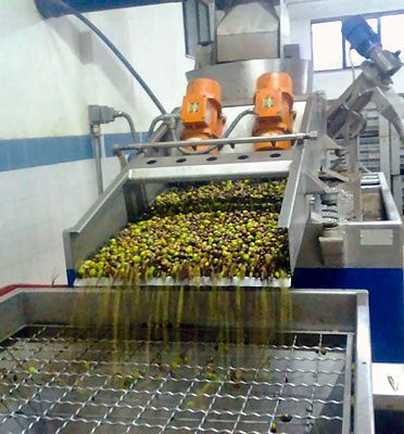 Selezione di olive per la spremitura e la produzione di olio extravergine d'oliva