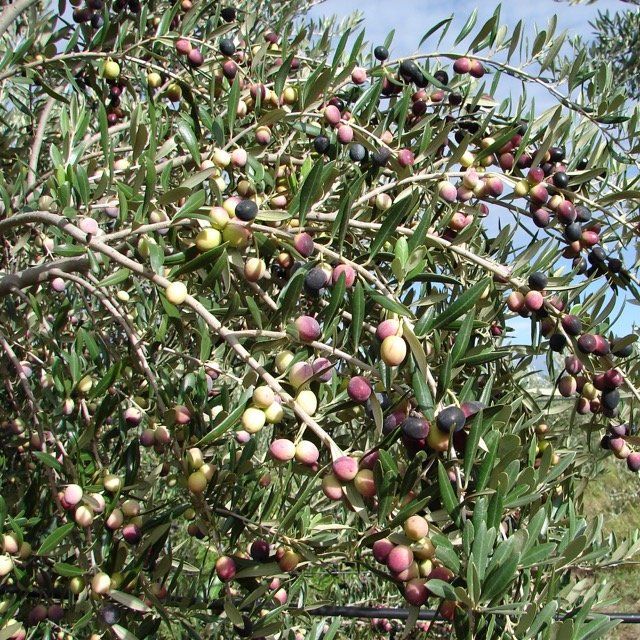 olive carolea per olio extravergine terre di calabria