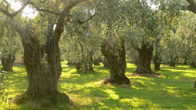 ulivi centenari per olio extravergine d'oliva terre di calabria