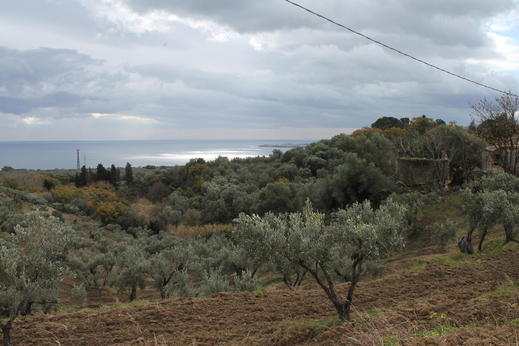 uliveti altopiano catanzarese calabria