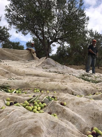 Raccolta olive a mano per olio extravergine d'oliva biologico