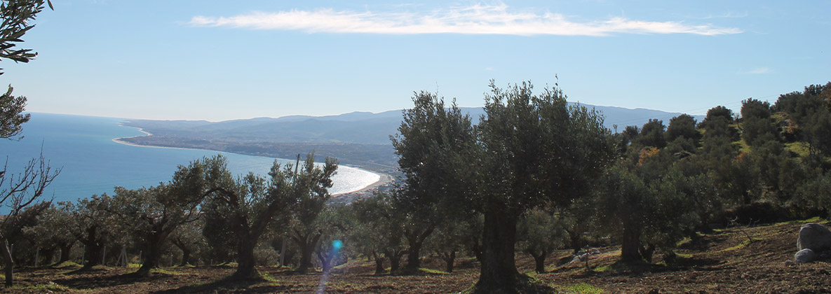 Terre di Calabria Azienda Agricola Biologica produce olio extravergine d'oliva